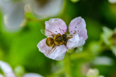 Close-up of bee pollinating on flower