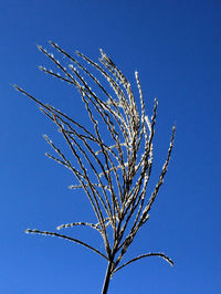 Low angle view of plant against clear blue sky