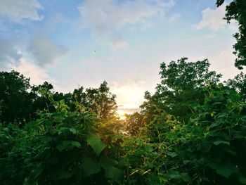 Low angle view of trees against sky during sunset