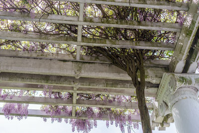 Low angle view of tree