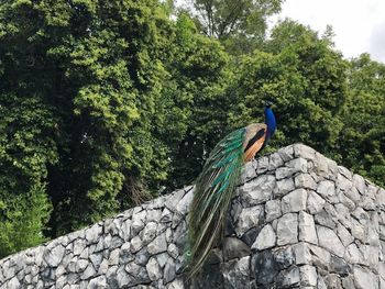 Bird perching on rock