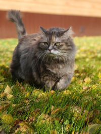 Portrait of cat sitting on field