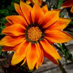 Close-up of orange flower blooming outdoors