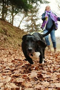 Portrait of dog walking on autumn leaves