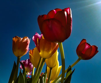 Close-up of red tulips against sky