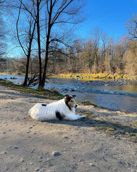 View of a dog relaxing on land