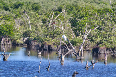 Birds flying over lake