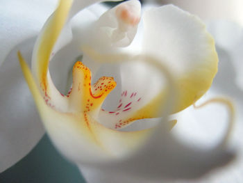 Close-up of flower blooming outdoors