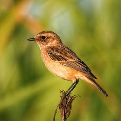 Close-up of bird perching on branch