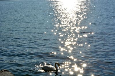 High angle view of swan swimming in lake