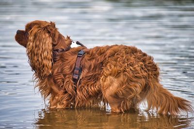 Dog on the lake