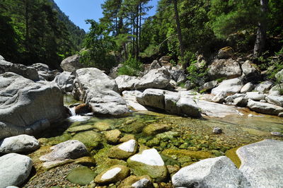 Stream flowing through rocks in forest