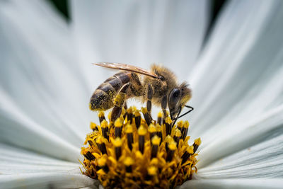 Close-up of honey bee pollinating flower