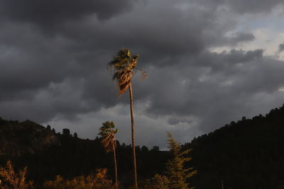 Low angle view of trees against sky