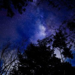 Low angle view of trees against sky at night