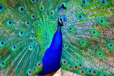 Close-up of peacock