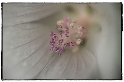 Close-up of flowers against blurred background