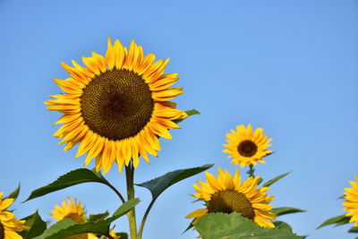 Low angle view of sunflower against clear sky