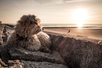 Dog relaxing on beach during sunset