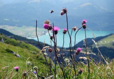 Close-up of pink flowers blooming against sky