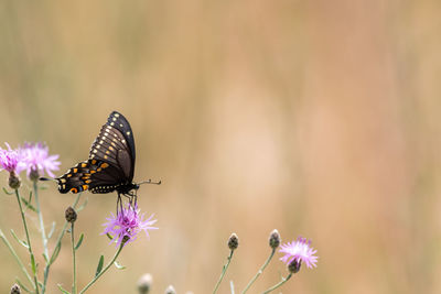 Close-up of butterfly pollinating on purple flower