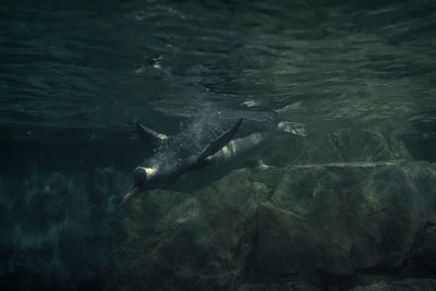 Fish swimming in sea