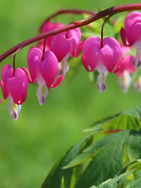 Close-up of pink flowering plant leaves