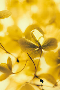 Close-up of yellow flower