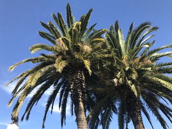 Low angle view of palm trees against sky