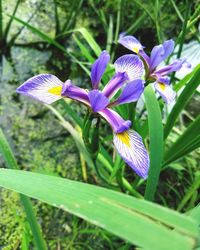 Close-up of purple crocus blooming outdoors
