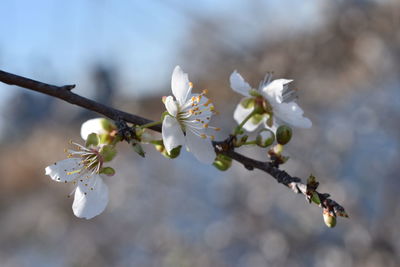 Close-up of cherry blossoms in spring