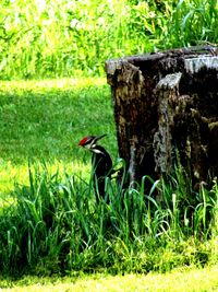 Bird on a field