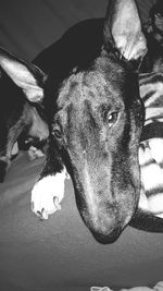 Close-up portrait of a dog