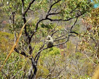 Bird perching on tree