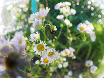 Close-up of white flowers blooming outdoors