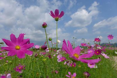 Pink cosmos blooming on field against sky