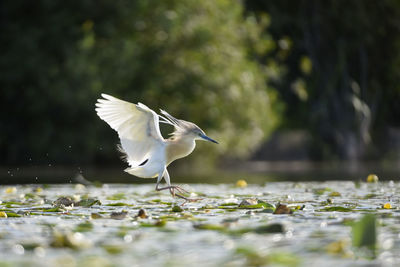 View of bird flying over water