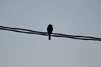 Low angle view of bird perching against clear sky