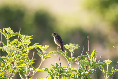 Sparrow on perching on plant