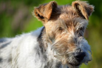 Close-up of dog