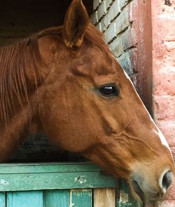 Close-up of brown horse in stable