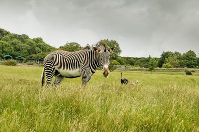 Zebra on field against sky