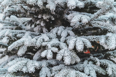 Close-up of snow covered pine tree