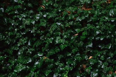 Full frame shot of plants