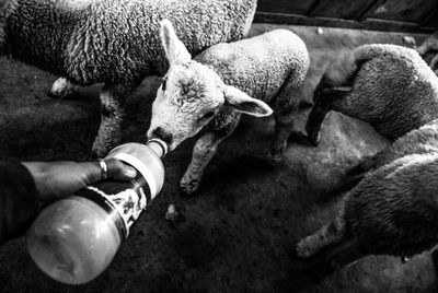 High angle view of a baby lamb being fed