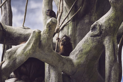 Low angle view of monkey on tree