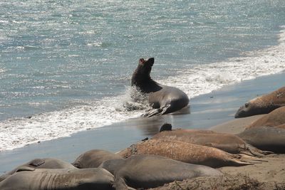 High angle view of sea lion on beach