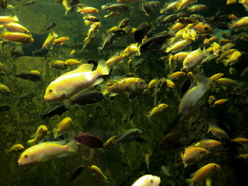 Fish swimming in sea