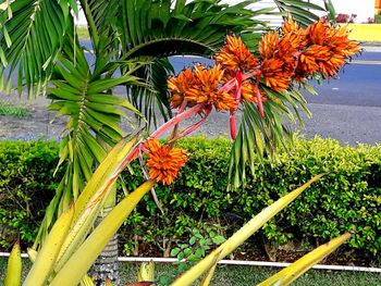 Close-up of orange flowering plant