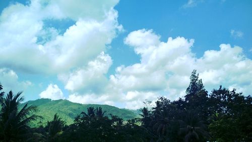 Low angle view of trees against sky